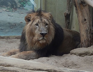 Welcome KUMAR - Frankfurt Zoo welcomes a new lion