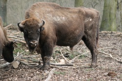 Tier- und Pflanzenpark Fasanerie in Wiesbaden Gonzo28