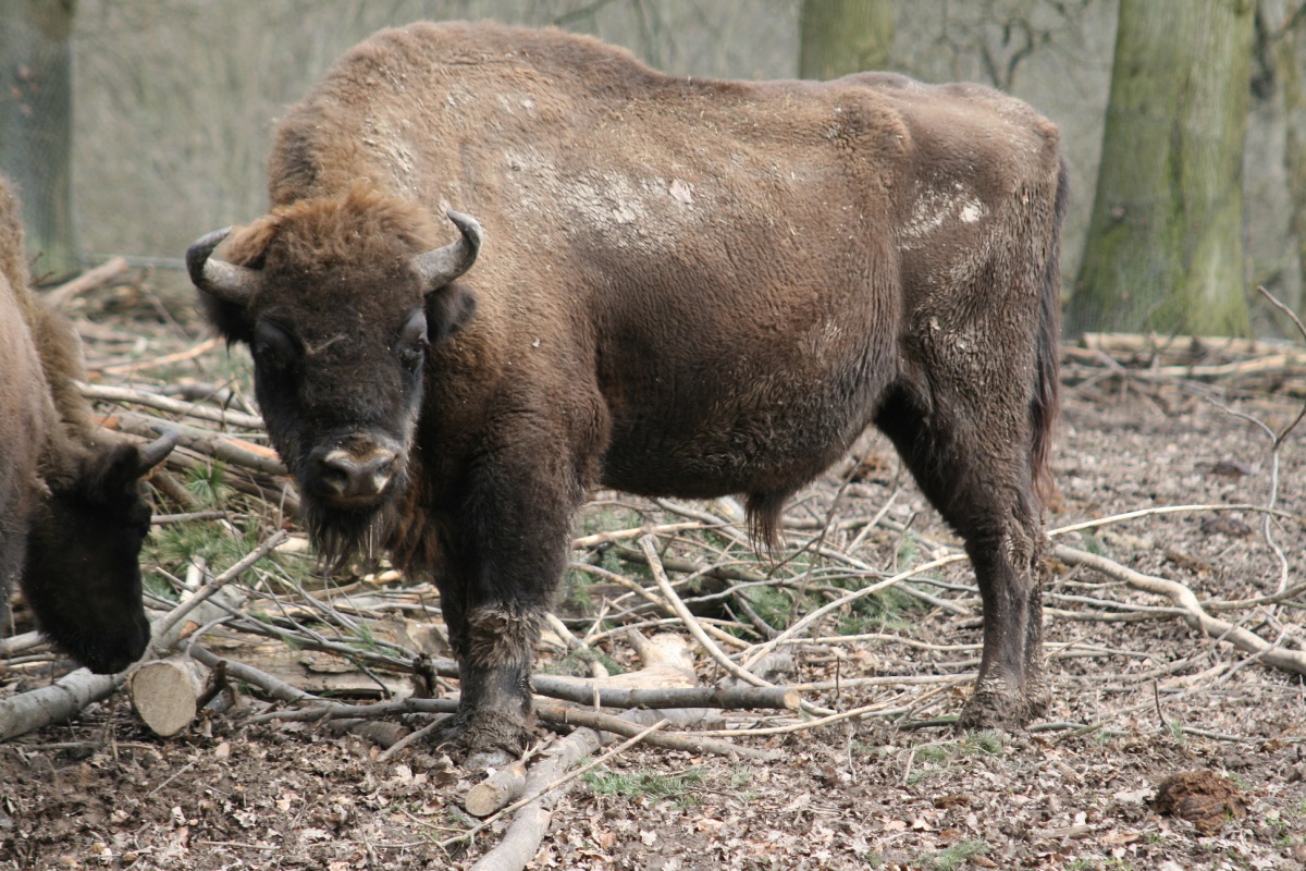 Tier Und Pflanzenpark Fasanerie In Wiesbaden Frankfurt Tipp