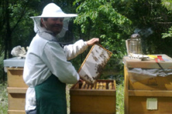 Visit to a Frankfurt organic beekeeping 