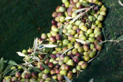 Green or black olives? What is actually the difference? Bastian Jordan