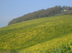 Vintage 2012 - Healthy and ripe grapes guarantee best qualities VDP: Weingut Zilliken