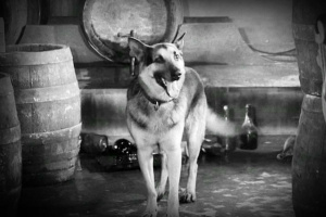 Four Tank Soldiers and a Dog - The Complete Series - DVD