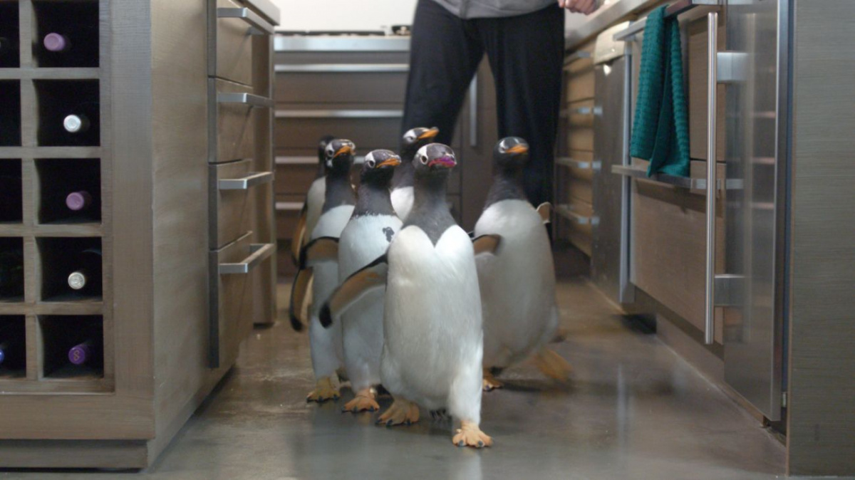 Mr Poppers Penguins Usa 2011 Frankfurt Tipp