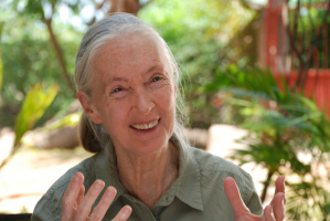 Jane`s Journey - The Life Journey of Jane Goodall - DVD