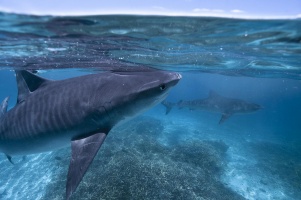 Das Great Barrier Reef – DVD