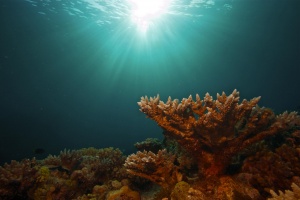 Das Great Barrier Reef – DVD