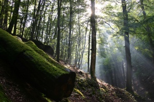 Das grüne Wunder – Unser Wald