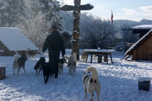 Der Husky Mann - DVD