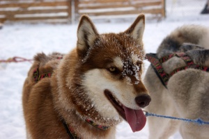 Der Husky Mann - DVD