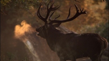 Das grüne Wunder – Unser Wald – DVD