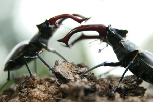 Das grüne Wunder – Unser Wald – DVD