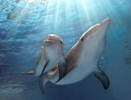 Mein Freund der Delfin 2