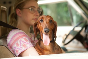 Wiener Dog