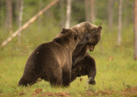 Magic of the Moors - Blu-ray