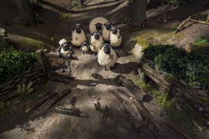 Shaun the Sheep - The Movie - DVD