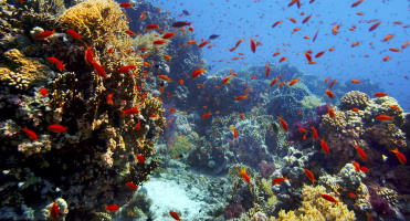 Africa - The Magic Kingdom