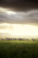 Africa - The Magic Kingdom