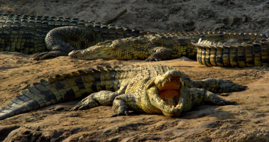 Africa - The Magic Kingdom