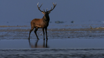 Planet Germany - 300 Million Years