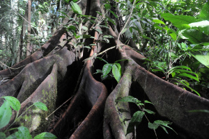 The Secret of the Trees