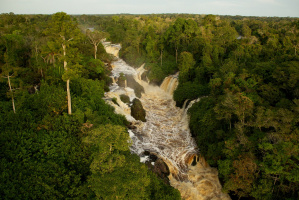 The Secret of the Trees