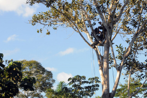 The Secret of the Trees