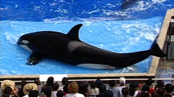 Blackfish