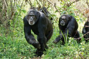 Chimpanzees