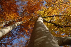 The Green Wonder - Our Forest - DVD