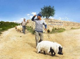 The Pig of Gaza - DVD