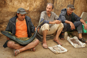 The Pig of Gaza - DVD