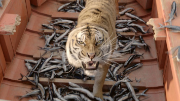 Life of Pi - Shipwreck with Tiger