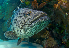 The Great Barrier Reef - DVD