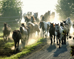 Buck - The Real Horse Whisperer