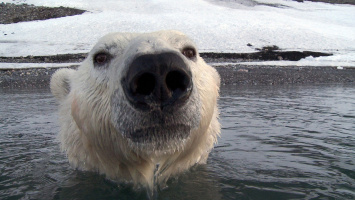 The Polar Bears - Aug in Aug mit den Eisbären - DVD