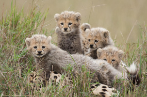 In the Realm of the Predatory Cats