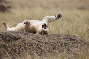 In the Realm of the Predatory Cats